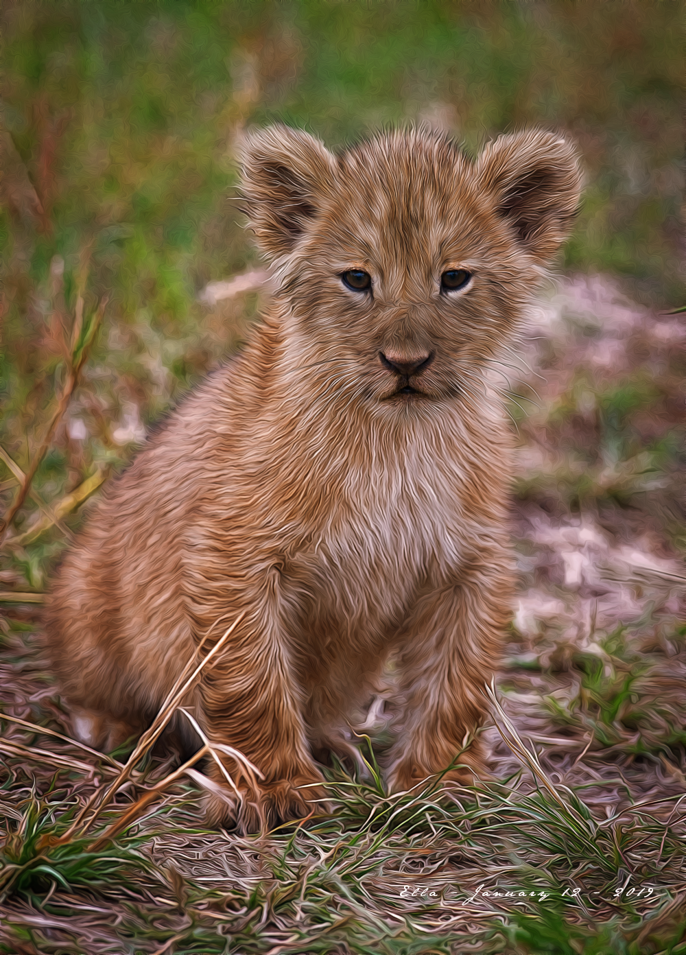 LionCub.DreamSmooth.png