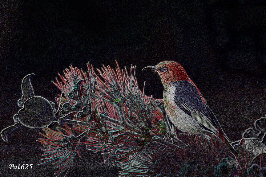 DN_CPDrawOnDarkVer.2.Bird.jpg
