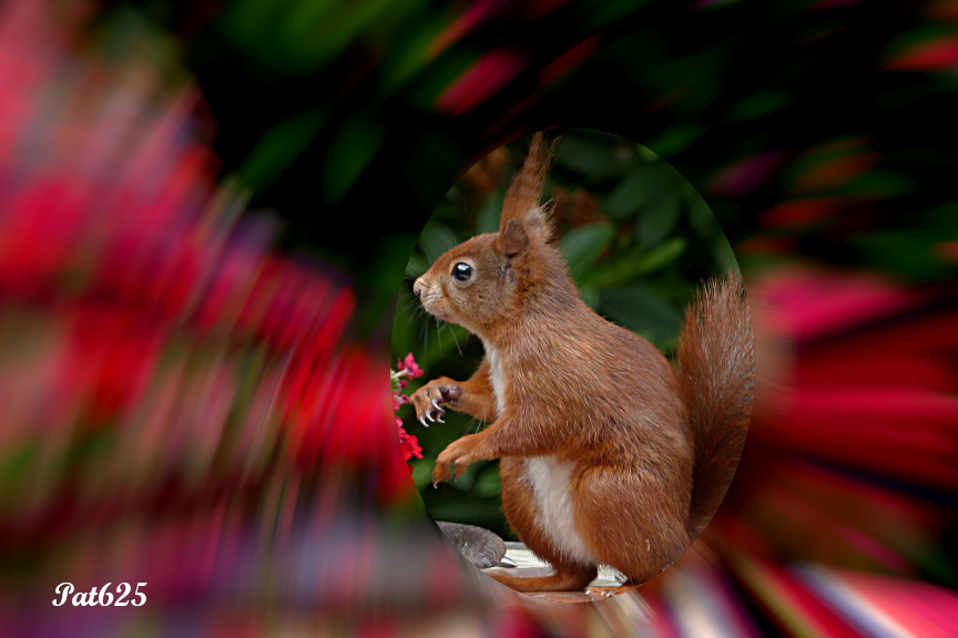 DN_Selection Area Accented.Squirrel.jpg