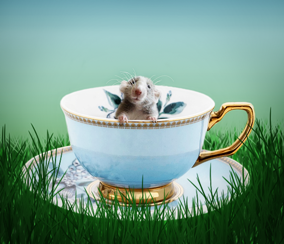 Mouse_In_Teacup.png