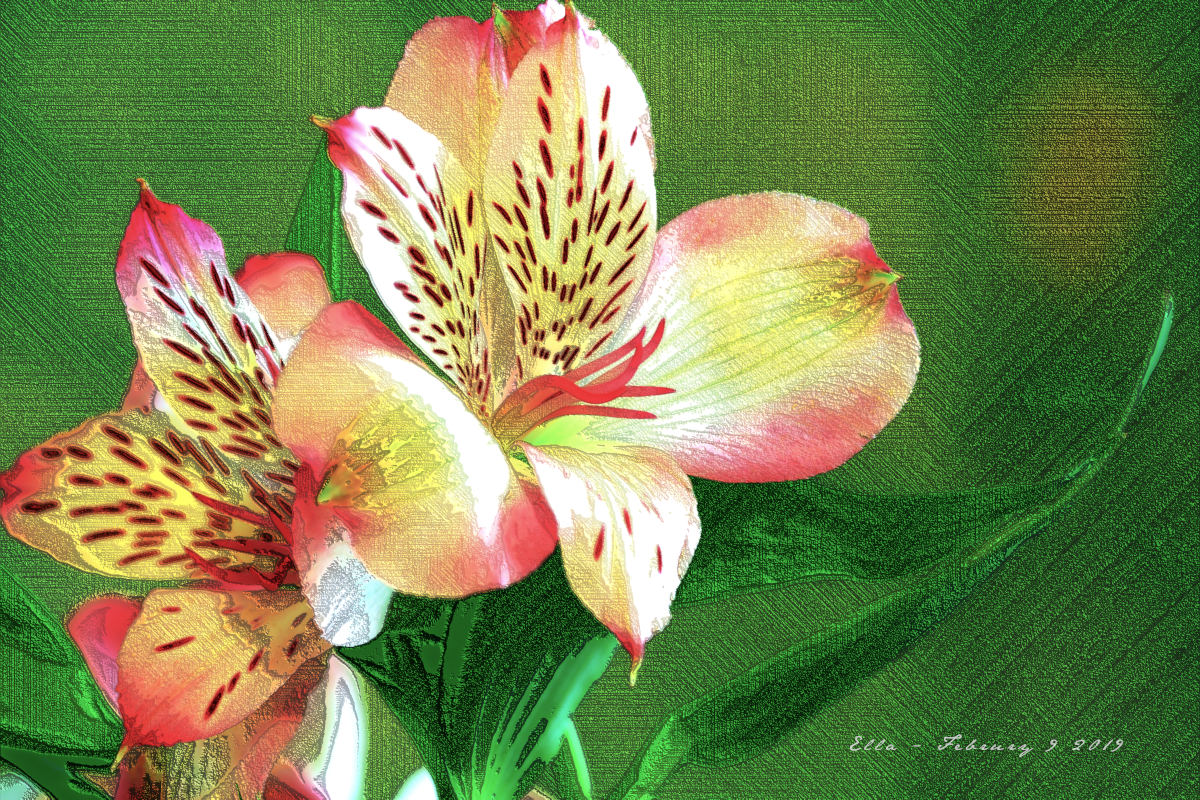 Flower_Diegos_LinesLook.png