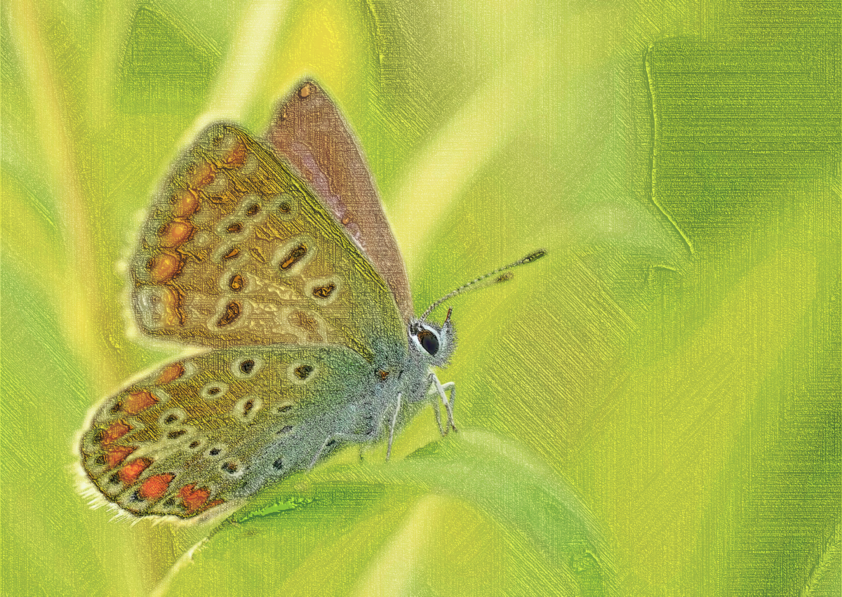 Butterfly_LinesLook_Diego.png