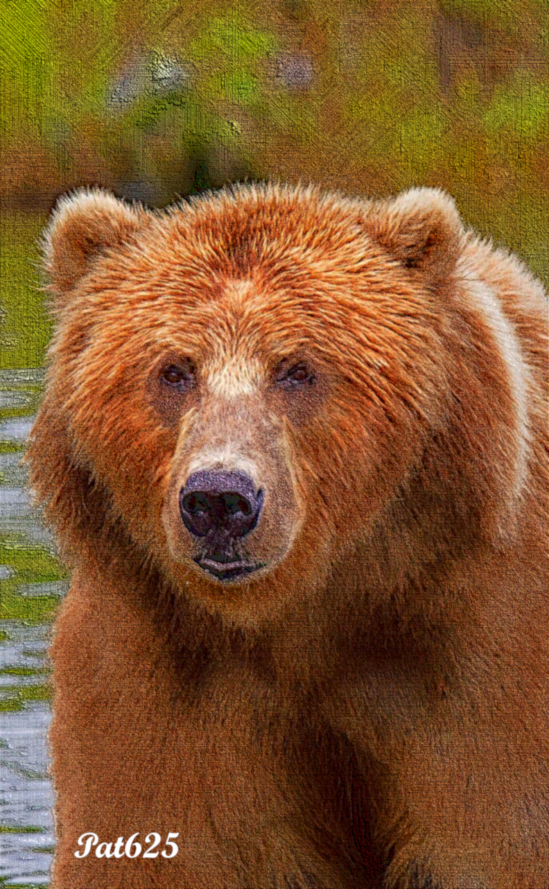 DN_New Lines Look.Brown Bear.jpg