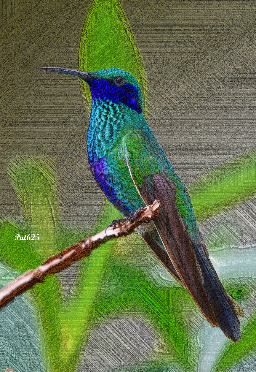DN_New Lines Look.Colorful Bird.jpg