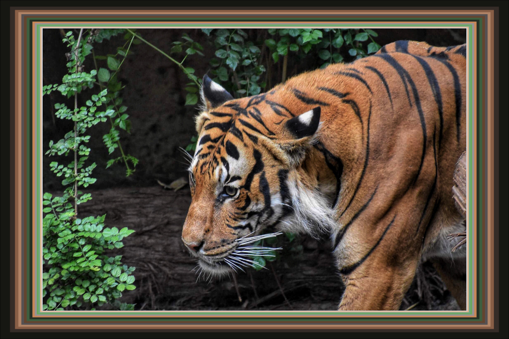 TT.Sample_Border.Tiger.jpg