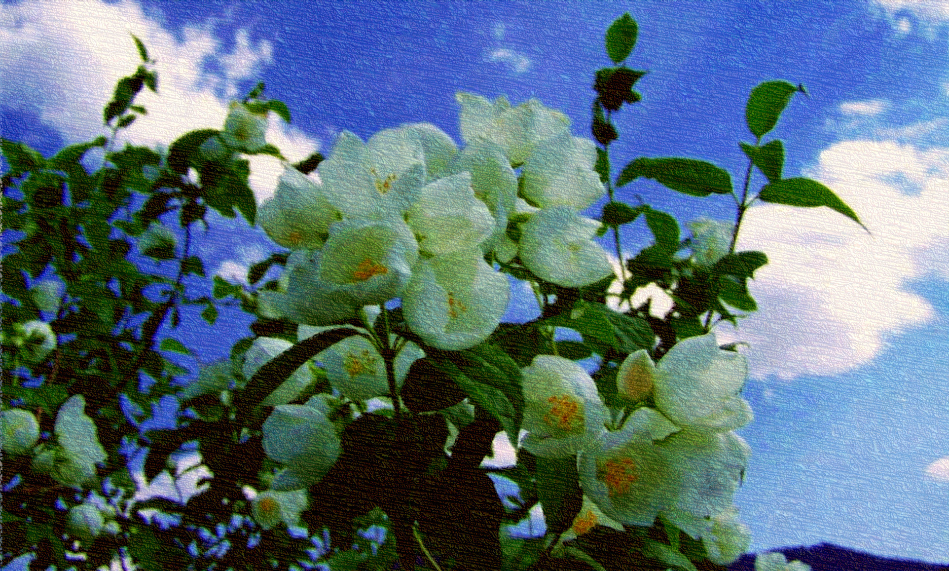 2019-03-17 09-00-45 jasmine-2374392_1280-1170x878, using FPS19, on 30 areas, nuance=Ora.jpg