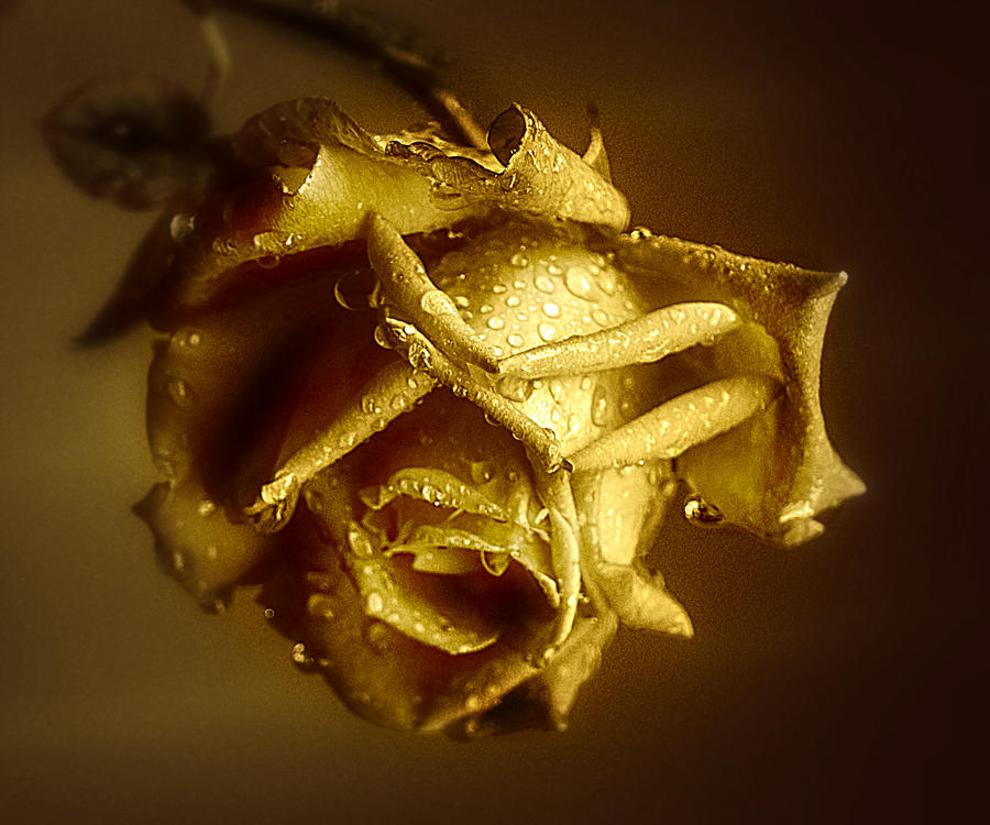 golden_soul_by_vdragosphotography_dd6njnh-fullview.jpg