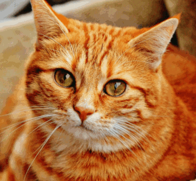 Curl2.gif