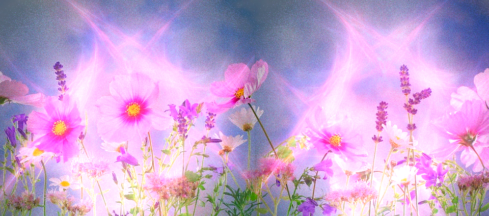 wild-flowers-571940_960_720 (over-lighten).png