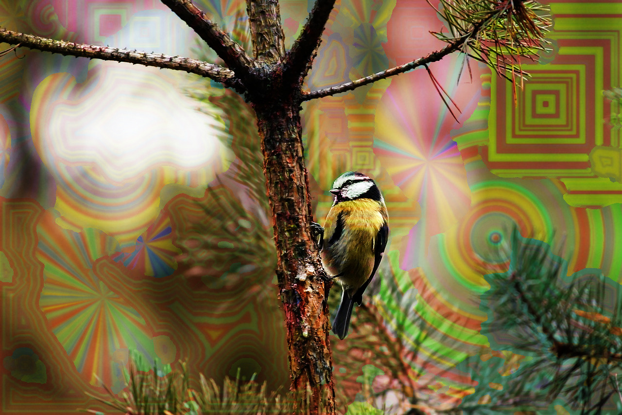 tit_4559871_DN_FillingPlus_2.JPG