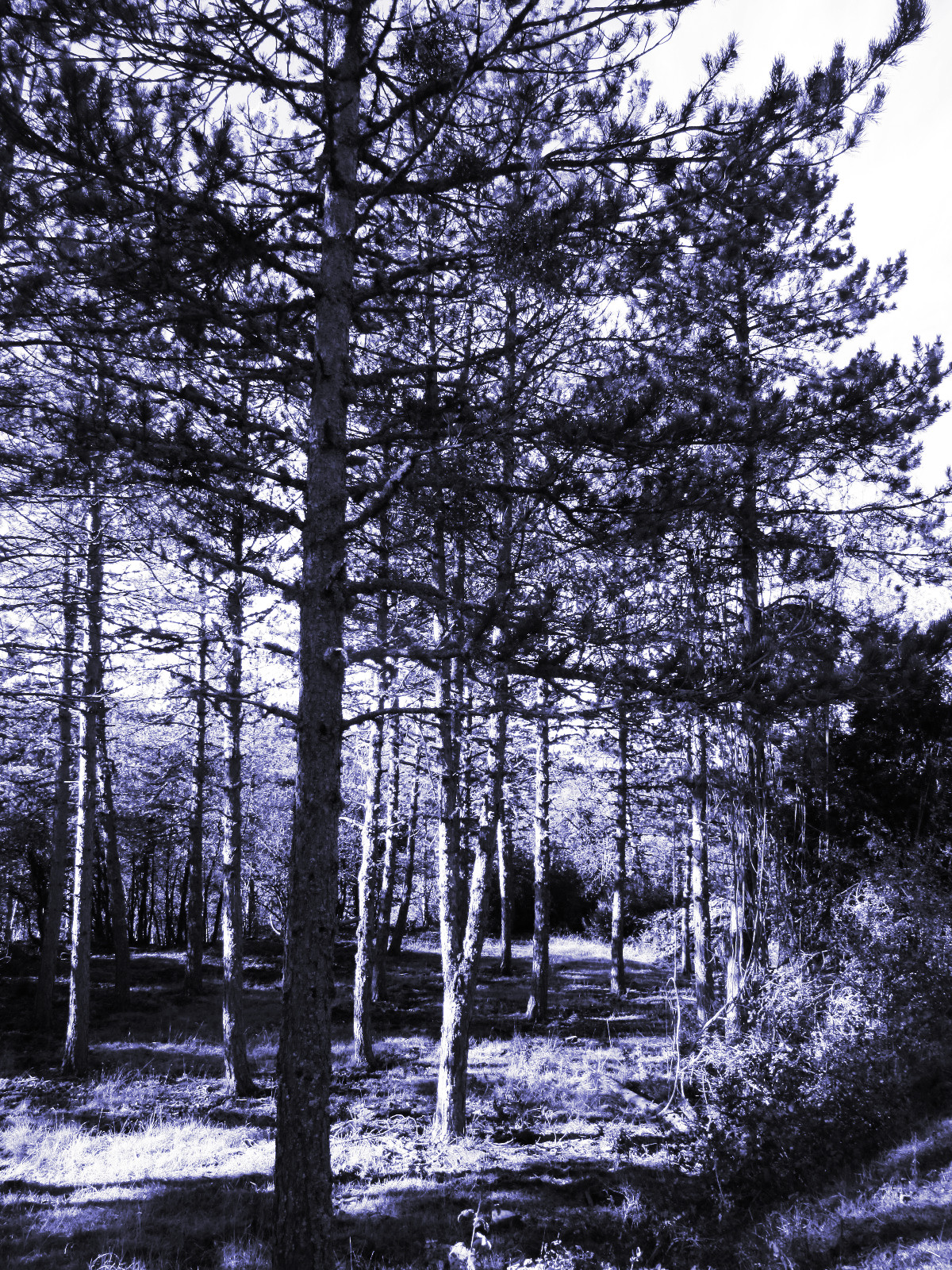 forest_1.JPG