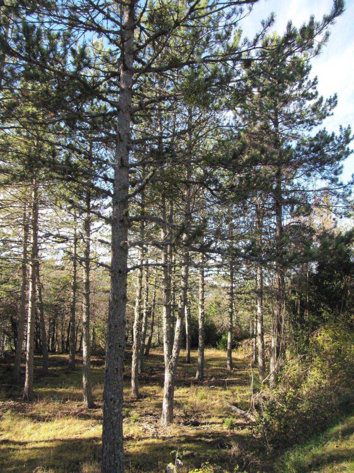 forest.JPG