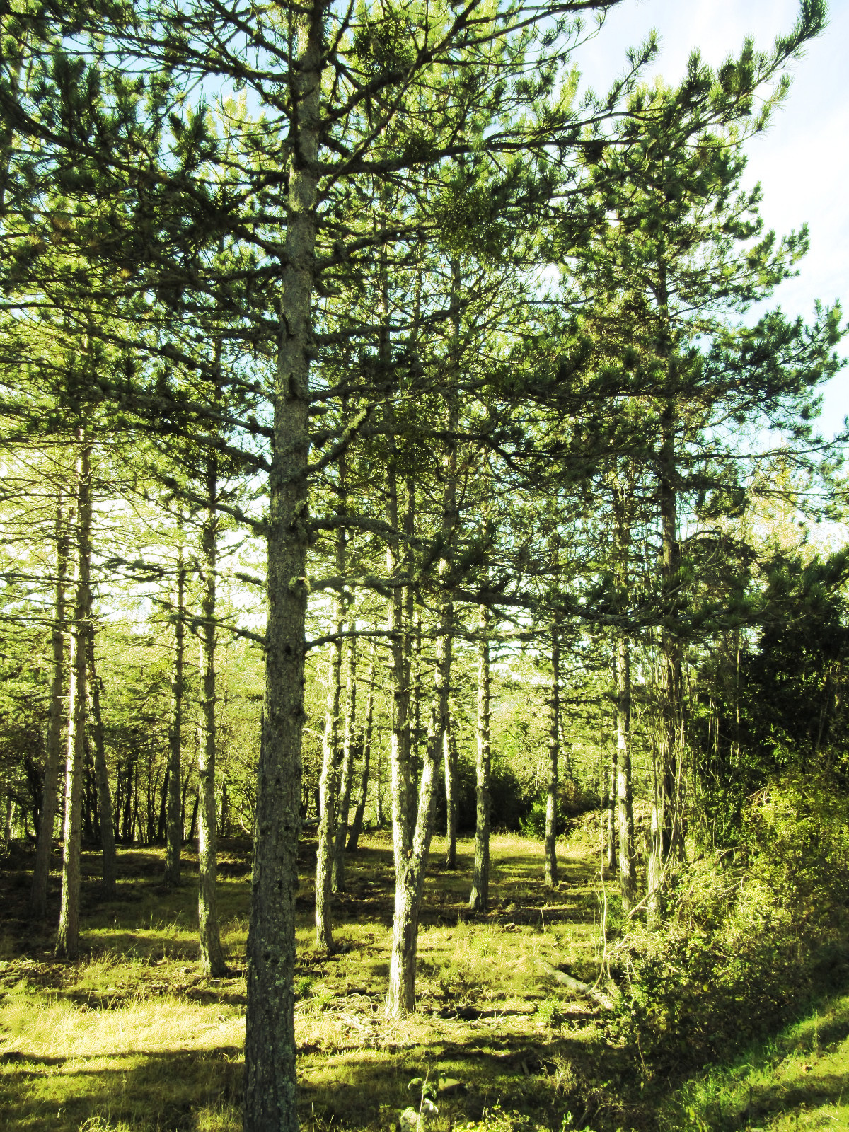 forest_2.JPG
