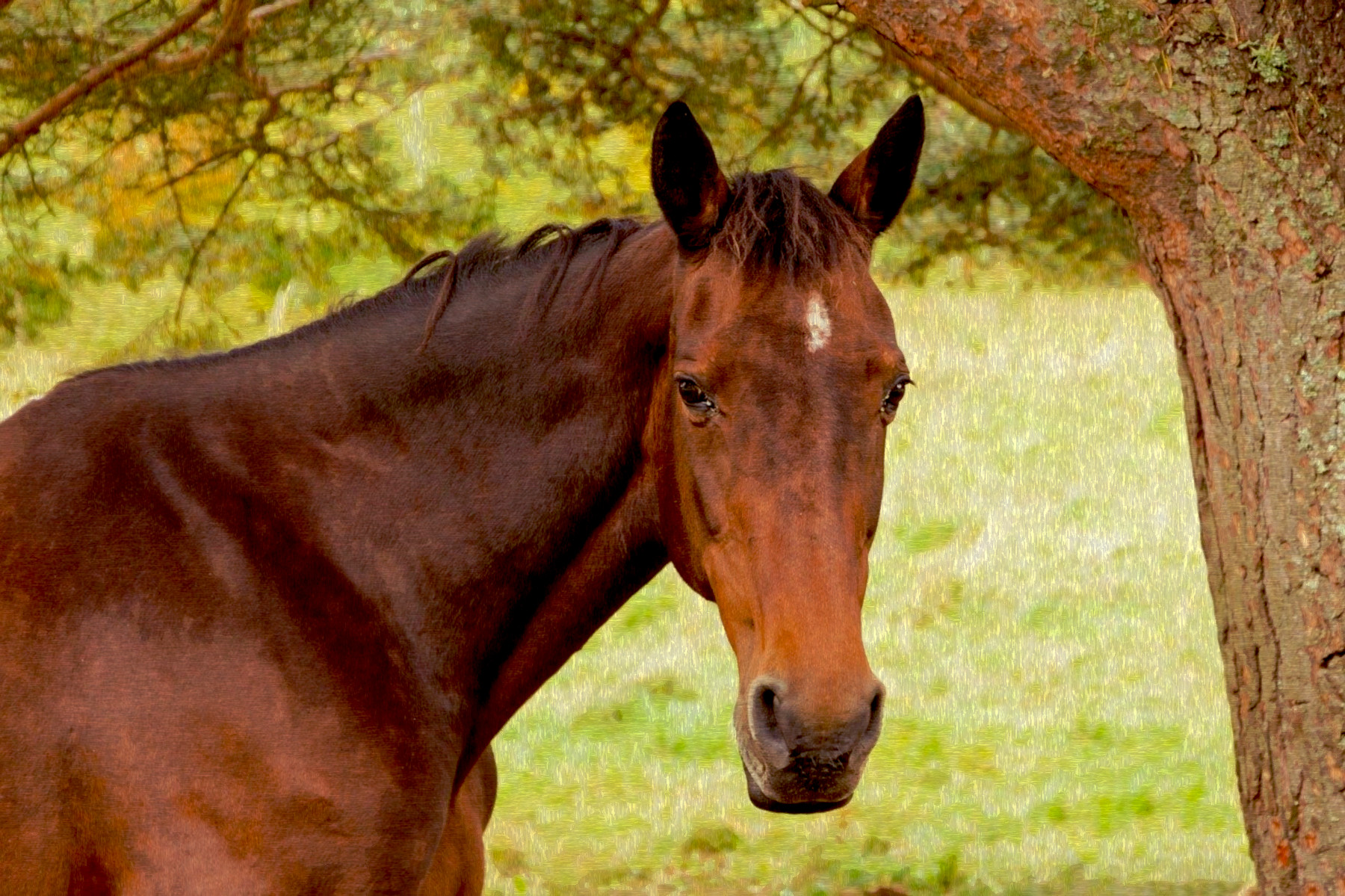 horse-4654261_DN_FPSnew_14_Issa.JPG