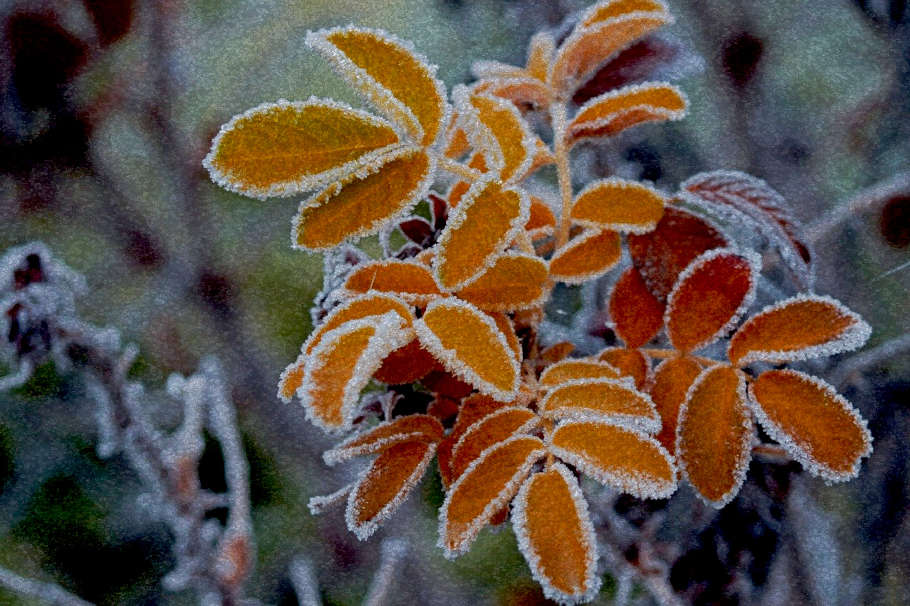 leaves-4677594_DN_FPSnew97_Issa.JPG
