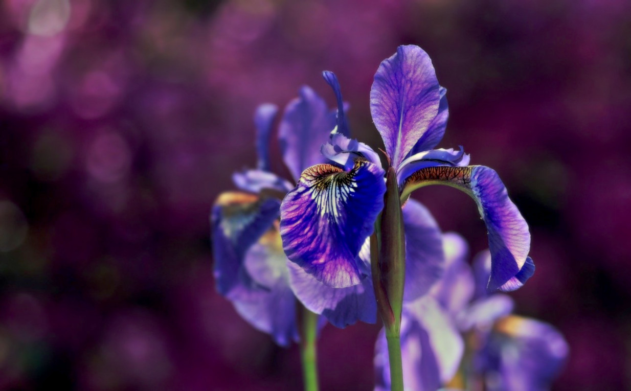 iris-2502898_DN_GlamourDark_Issa.jpg
