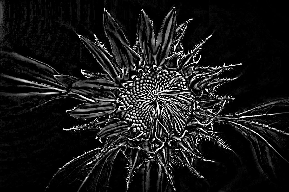sunflower-3113318_DN_SoftColourPencilsOnBlack_Issa_.JPG