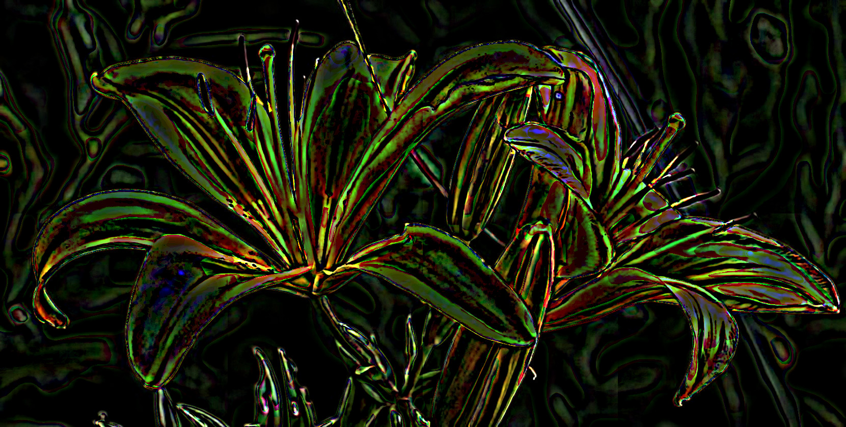 lily-1512813_DN_SoftColourPencilsOnBlack_Issa.JPG
