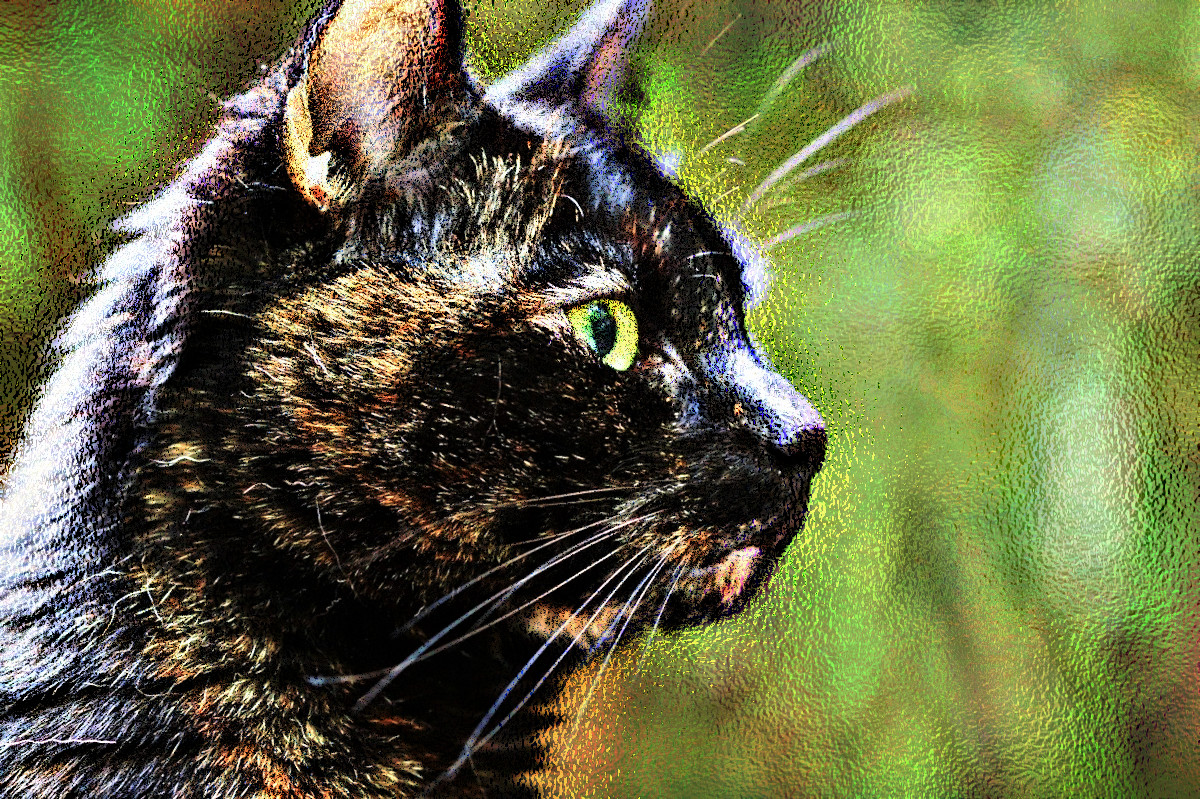 cat-4827768_DN_VividGlass.JPG