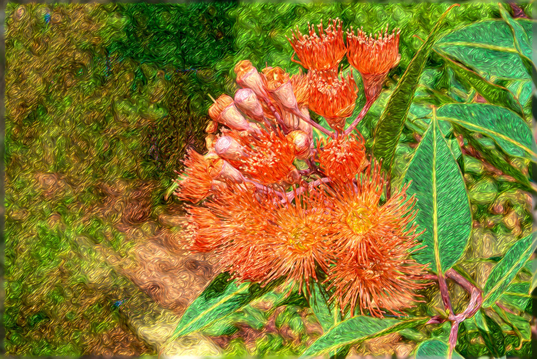 corymbia_diego_hairlocks.png
