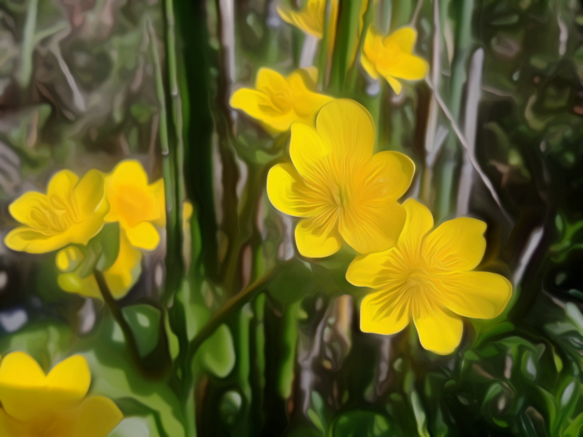 marsh-marigold.dream_smoothing.jpg