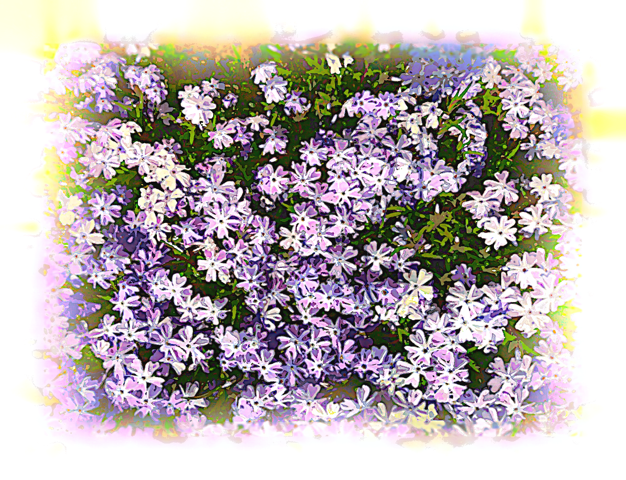 2020-04-12 14-54-50 Phlox_Sibulata as a digital aquarel, using18 colours, source flower, look white plus.png
