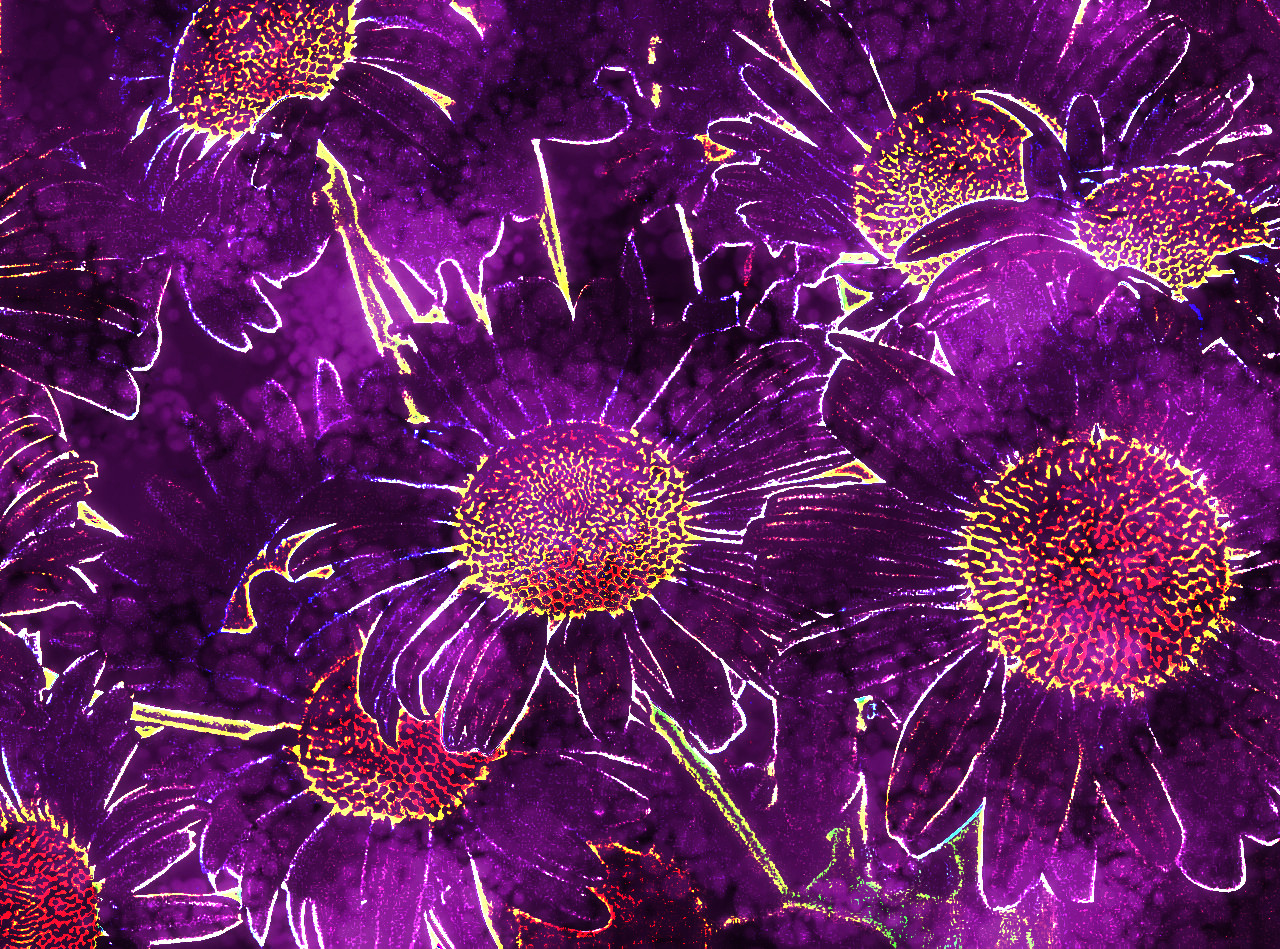Daisies__DN_DrawOnChosenPaper_Issa.jpg