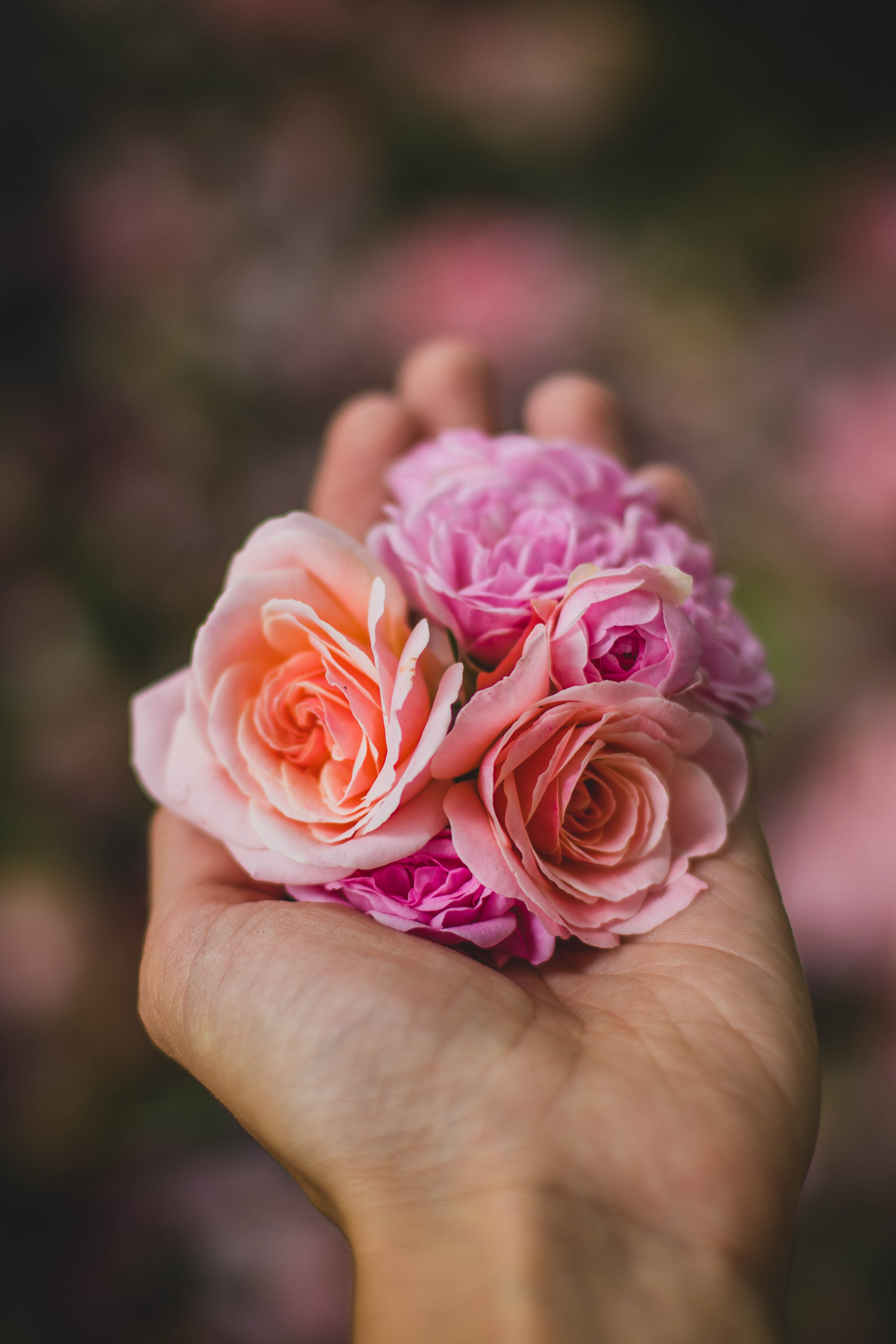 beautiful-bloom-blooming-blossom-617965.jpg
