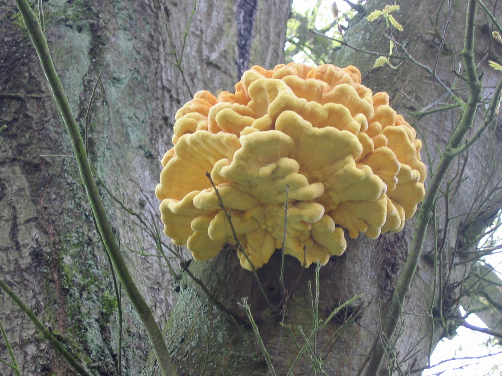 Laetiporus_sulphureus.jpg