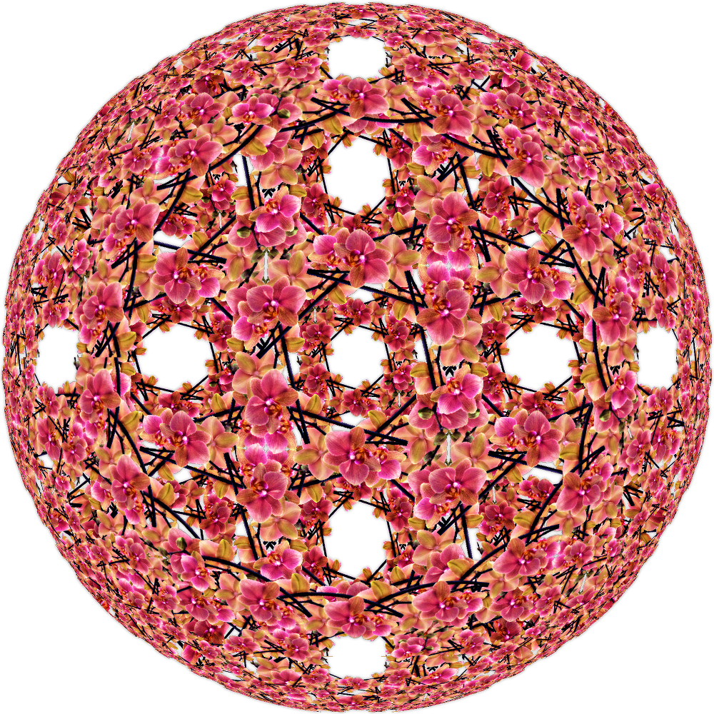 Pink-Moth-Orchid-pncr.png