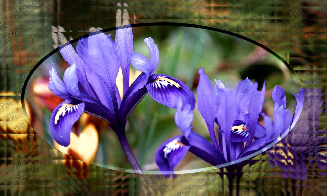 Iris_48_DN_GlassFrameEffect_2020version_Issa.jpg