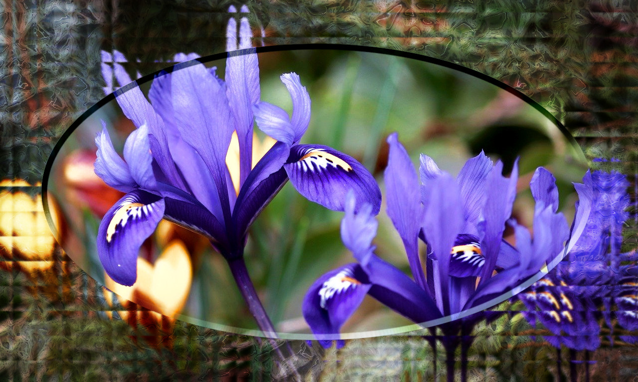 Iris_48_DN_GlassFrameEffect_210version_Issa.jpg