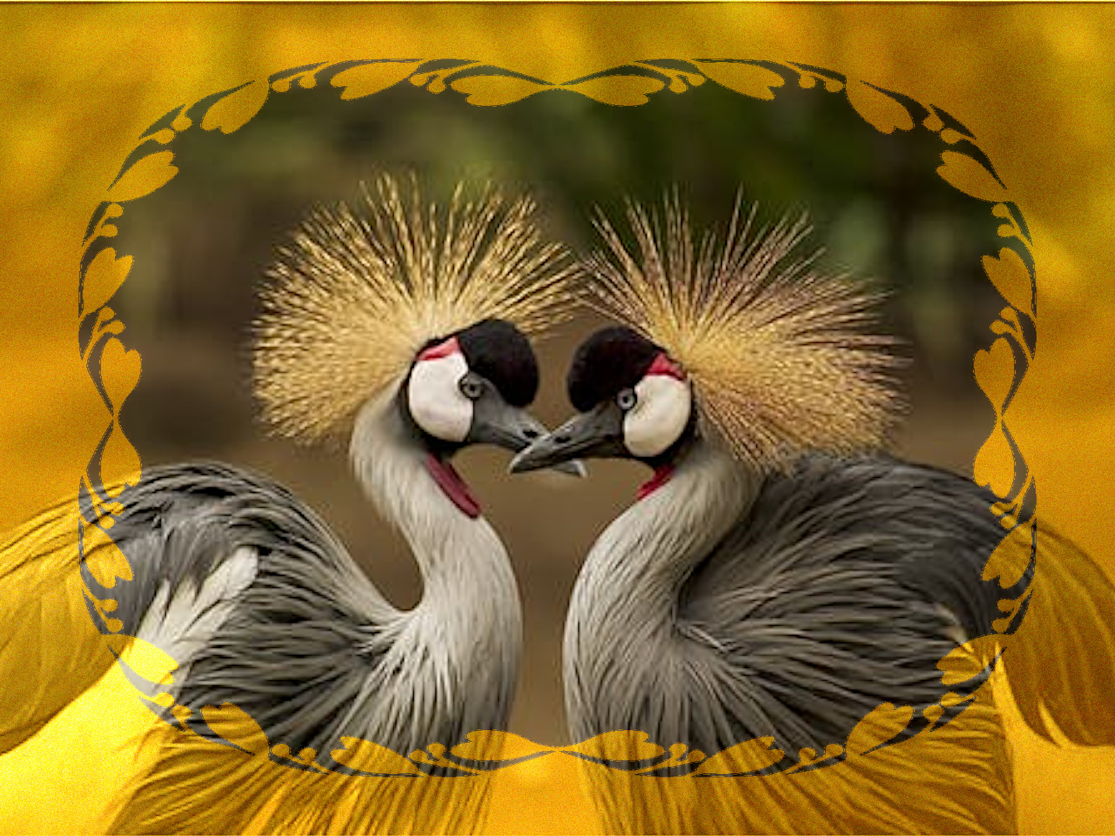 grey-crowned-Frame from FastMask_MareroQ.jpg