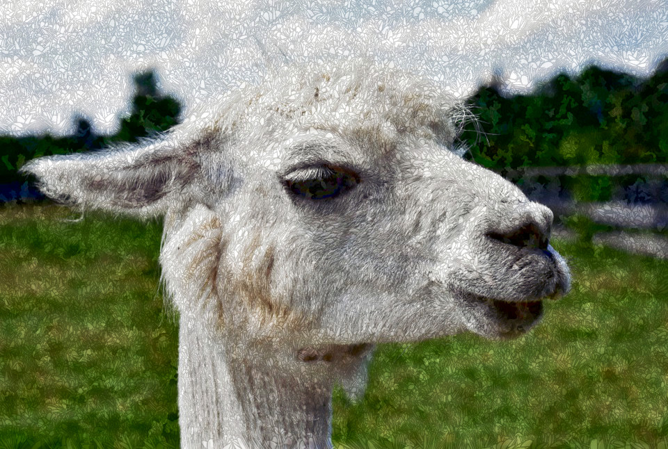 2020-09-15 06-55-12alpaca-5564306_960_720, with a draw effect style C (resolution=20) (size=16).jpeg