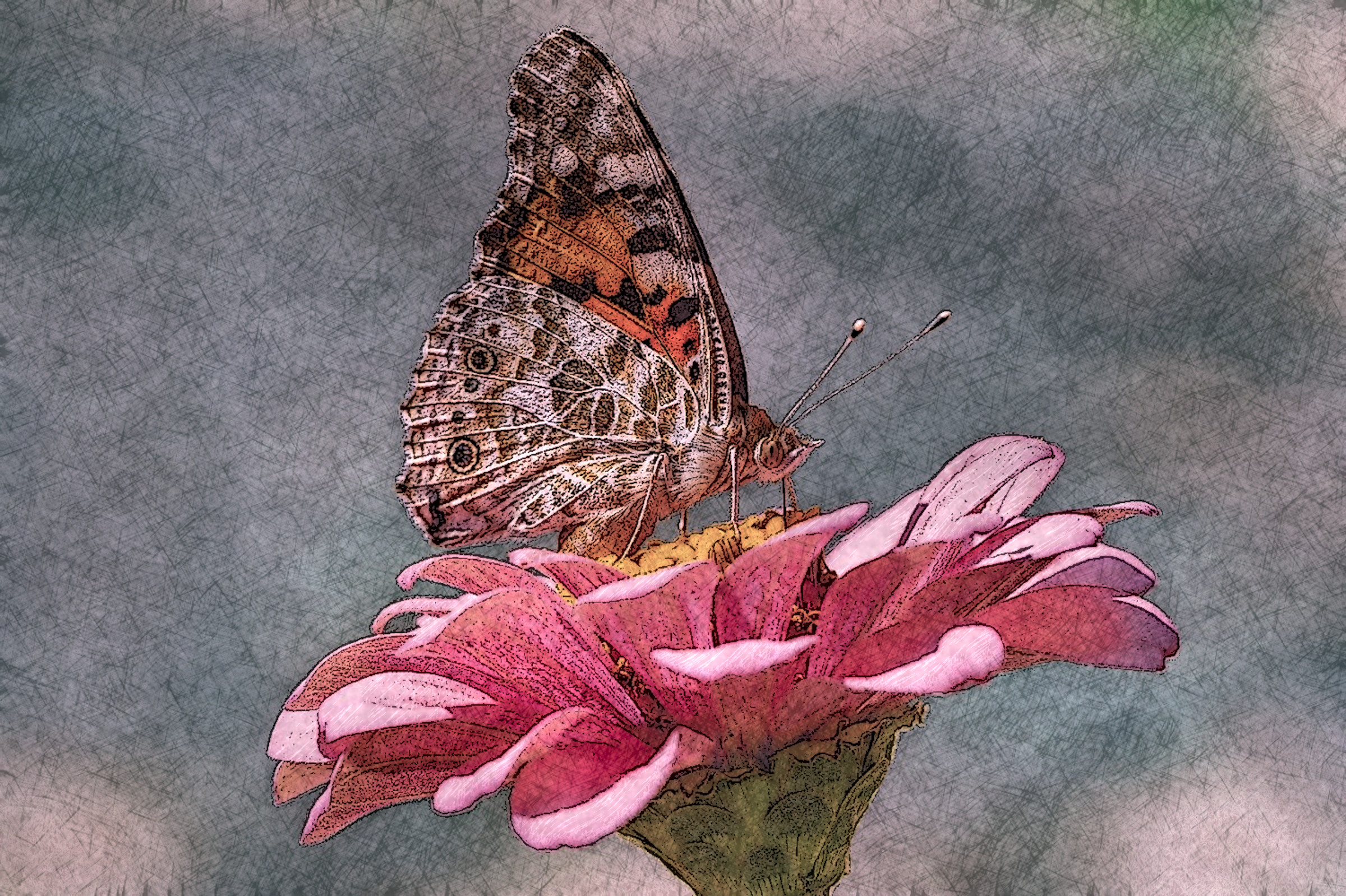 butterfly-4392735_DN_DrawingStyle_E_RoseGray_3_70%.jpg