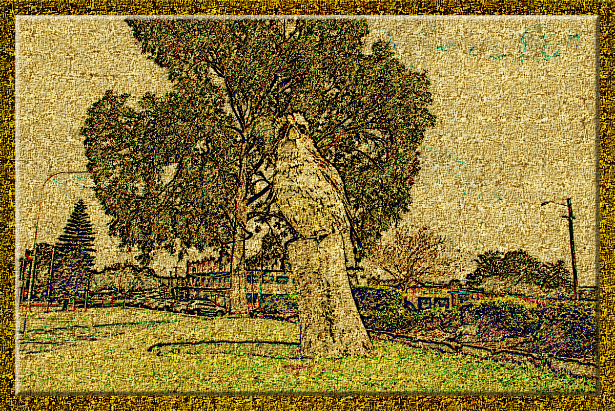 kooka_kurri_kurri.png