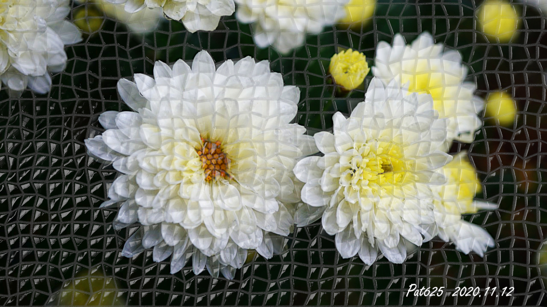chrysanthemums_GraechanMosaic.jpg