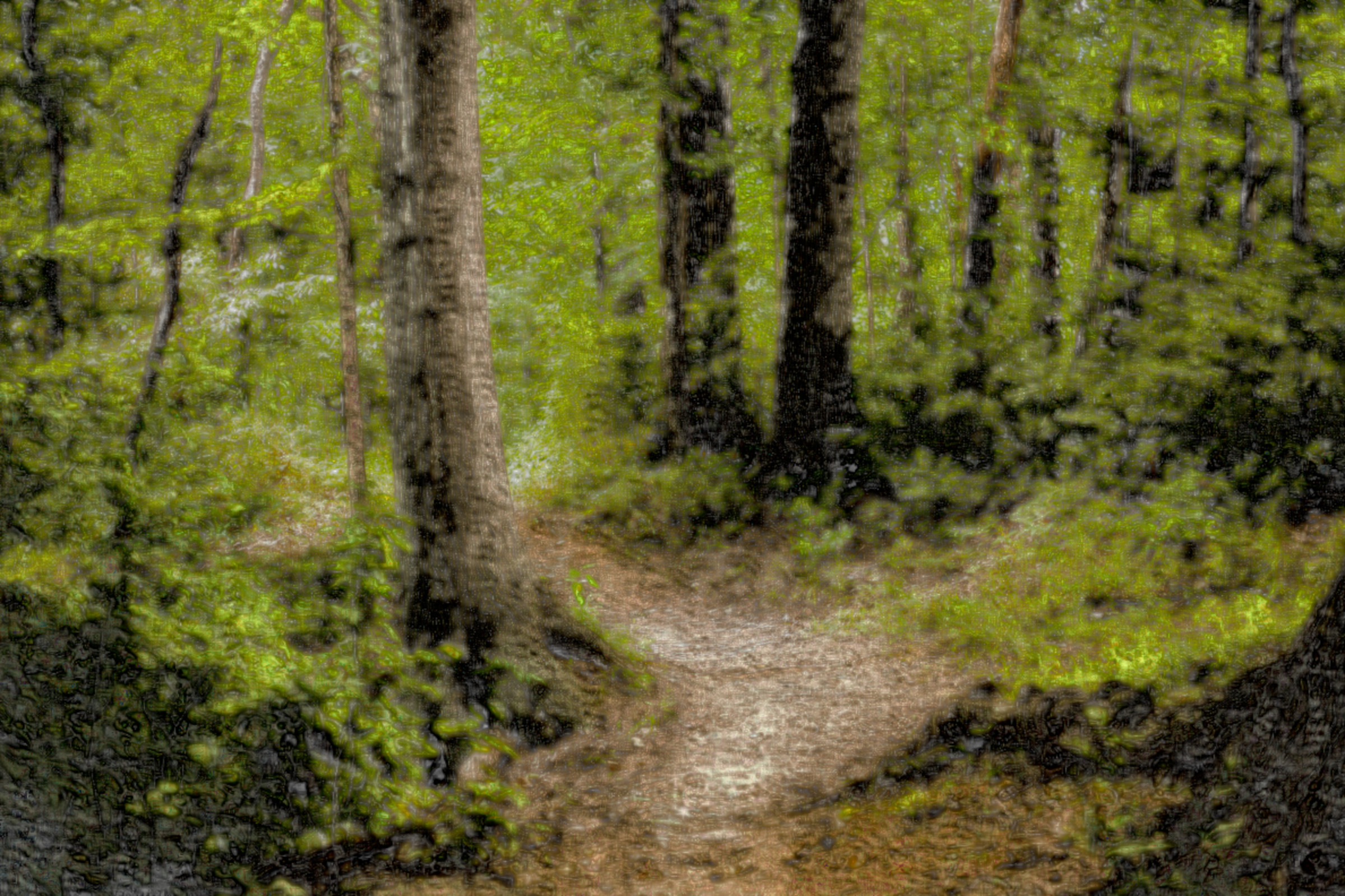 forest-1868028_DN_DrawEffect_F.jpg