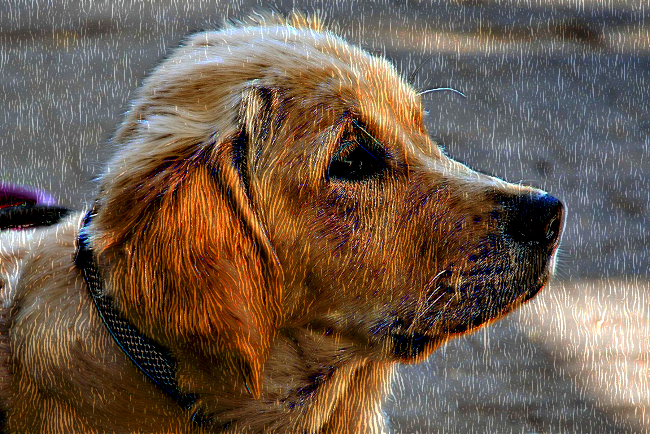 golden-retriever-5077570_DN_DrawEffect_G2.jpg