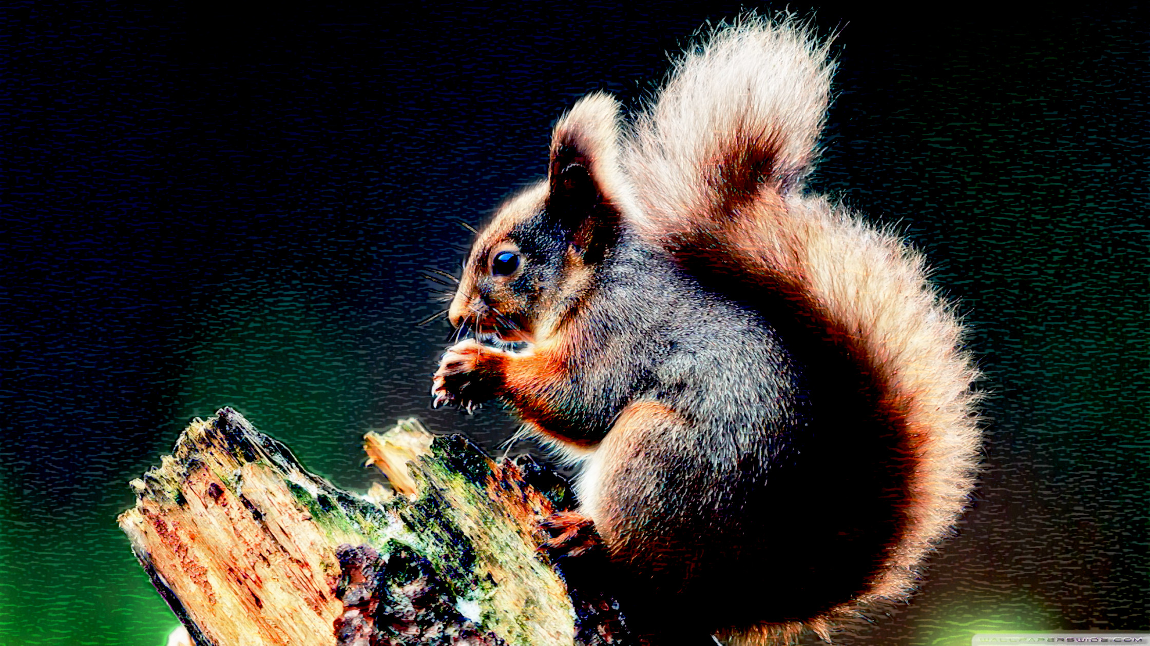 squirrel_praying-wallpaper_DN_DrawEffect_G2_GrayMask.jpg