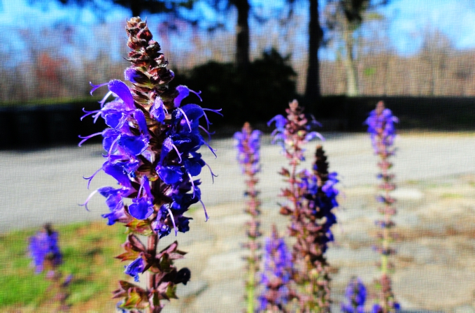 Flower1.JPG