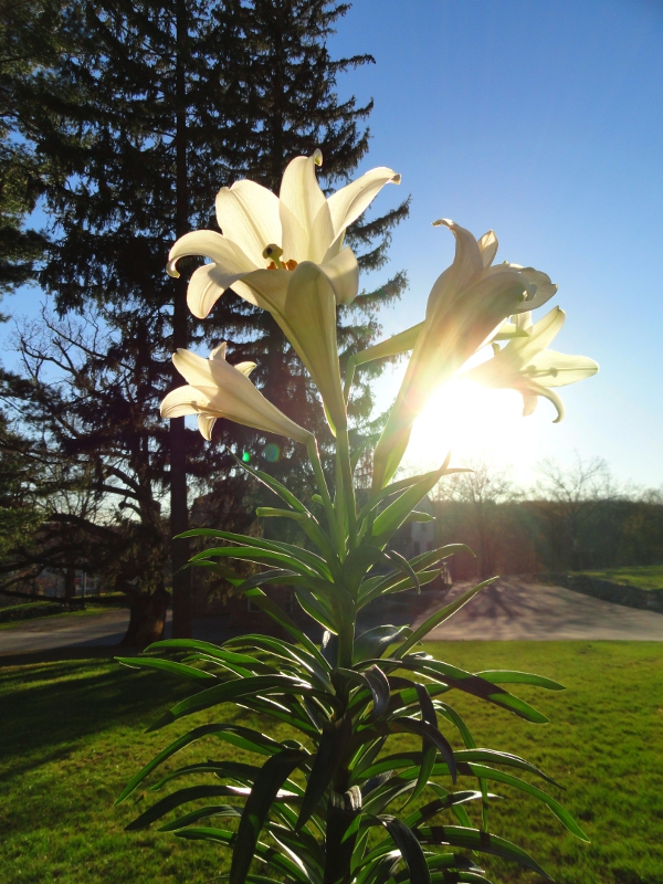 Flower2.JPG