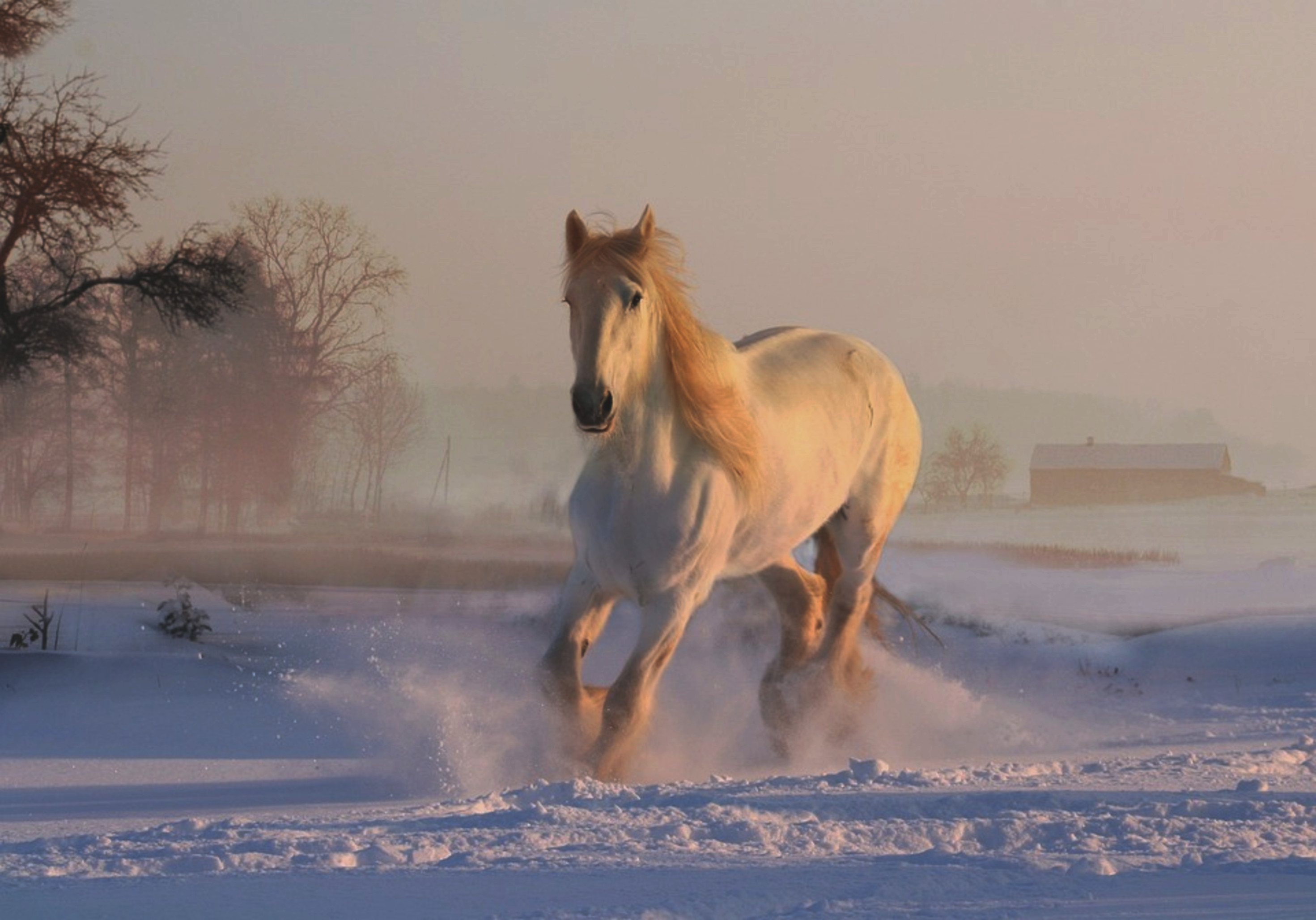 HorsePreprocessed.jpeg