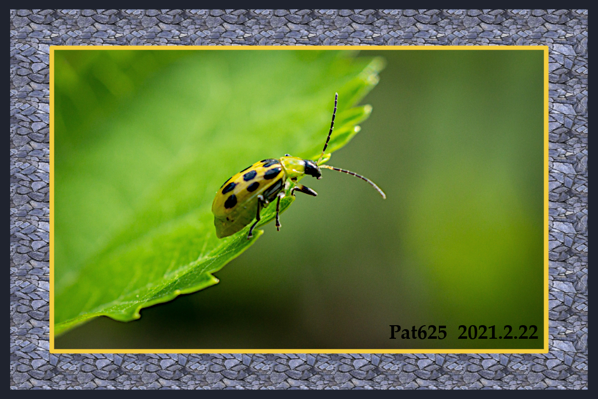 Beetle.DN.DrawStyle_Z.jpg