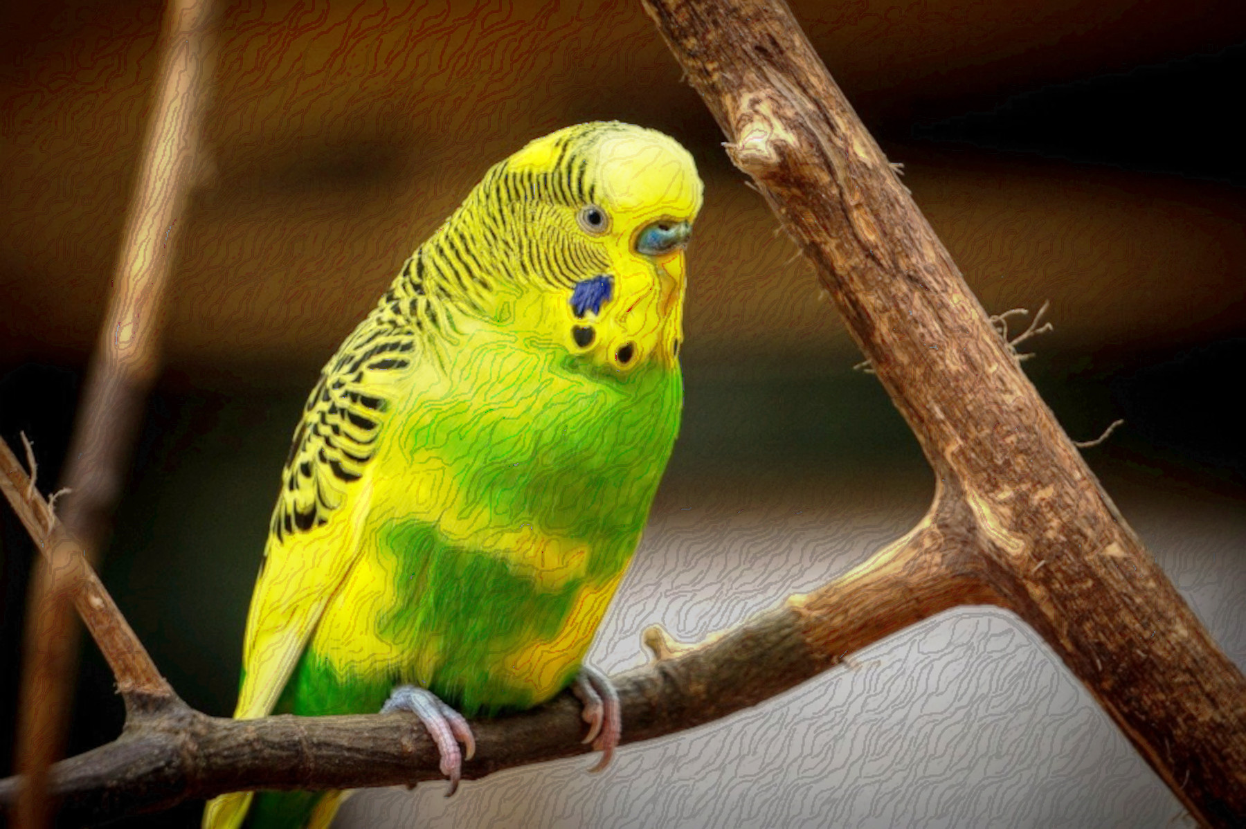 animal-1850910_DN_DrawEffect_W_medium.jpg