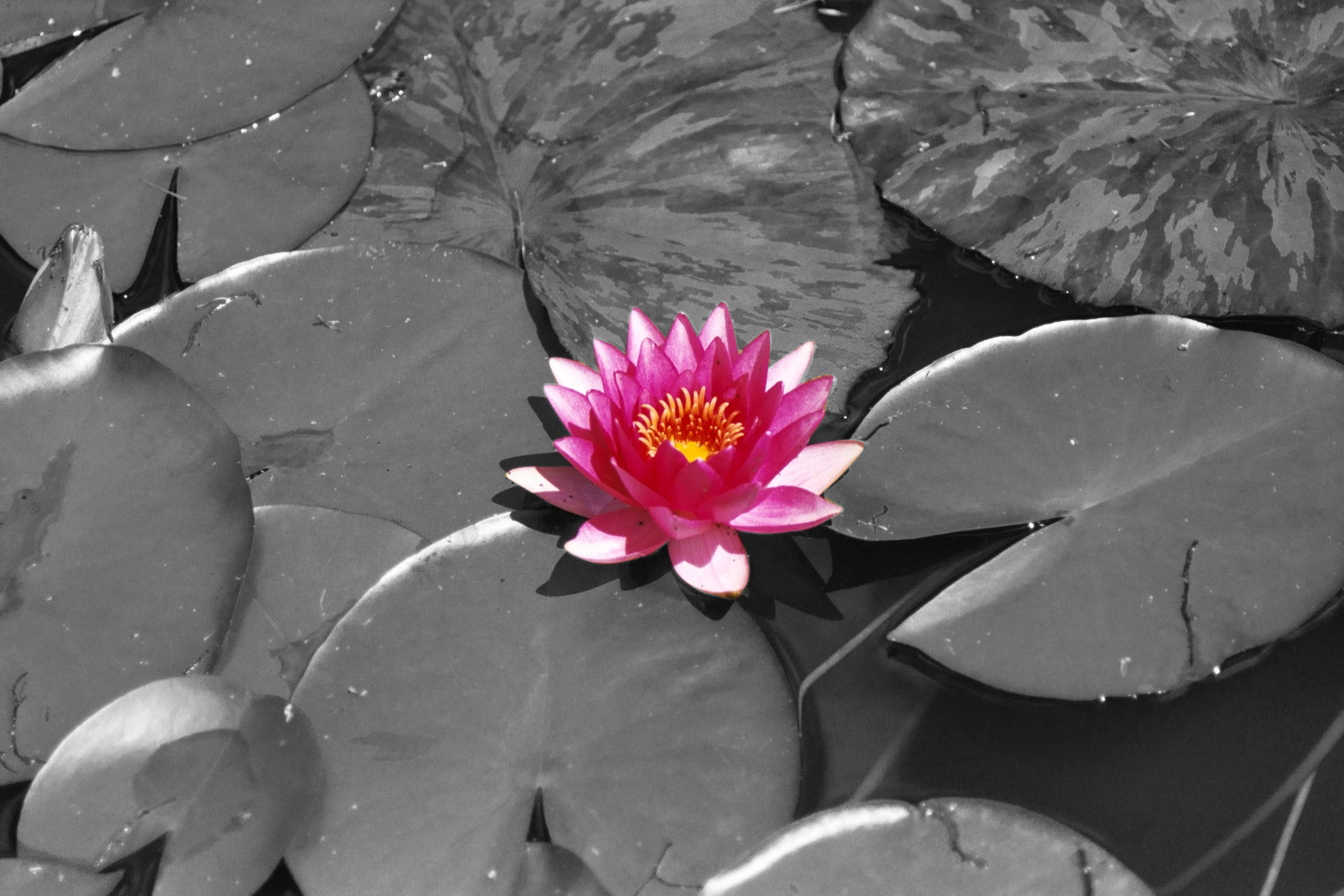 lilly_pad_013_11.jpg