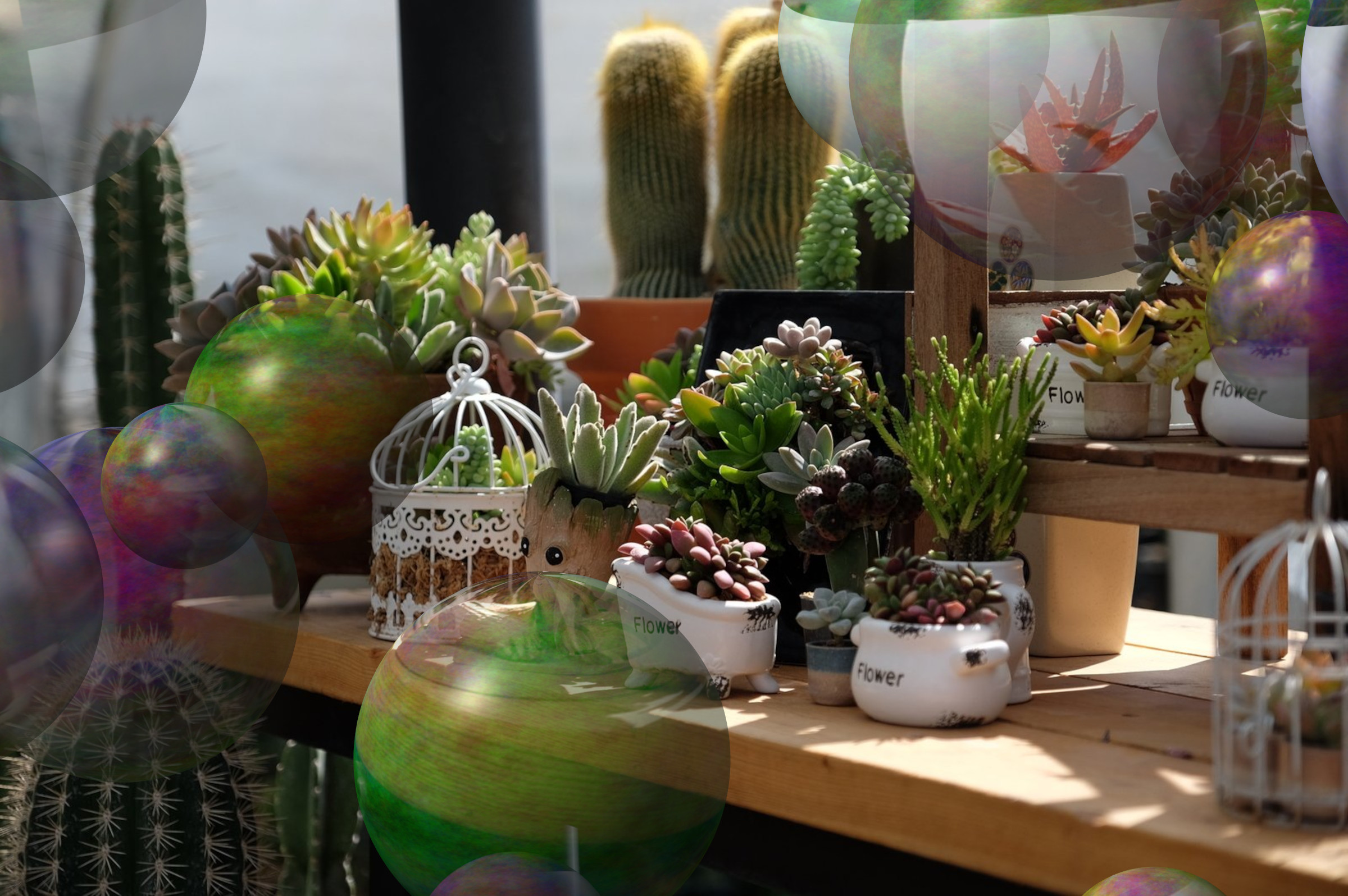 cactus-1639686_DN_Decor_Particles_Through_SphereMap.jpg