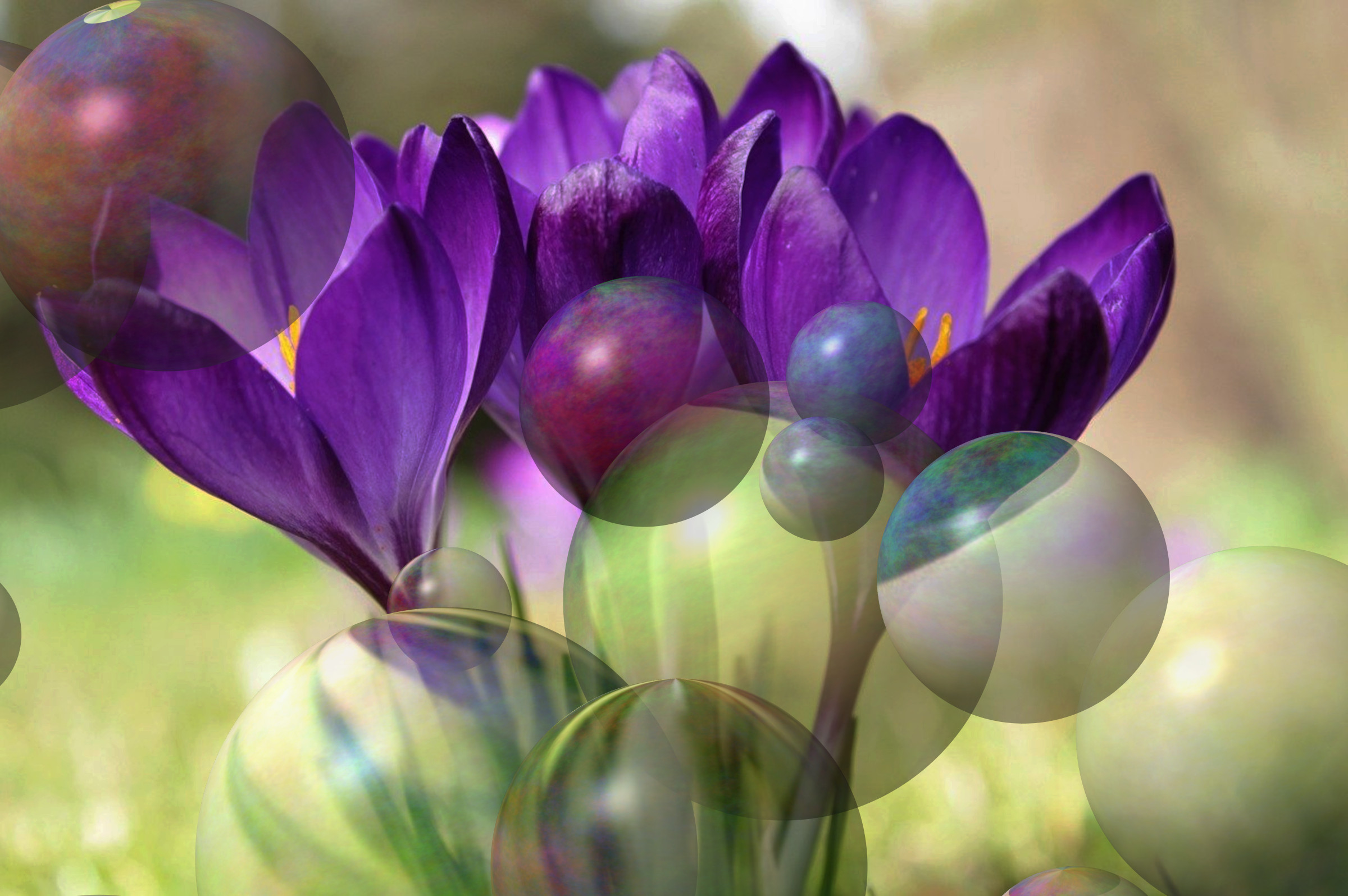 crocus-4012357_DN_Decor_Particles_Through_SphereMap.jpg