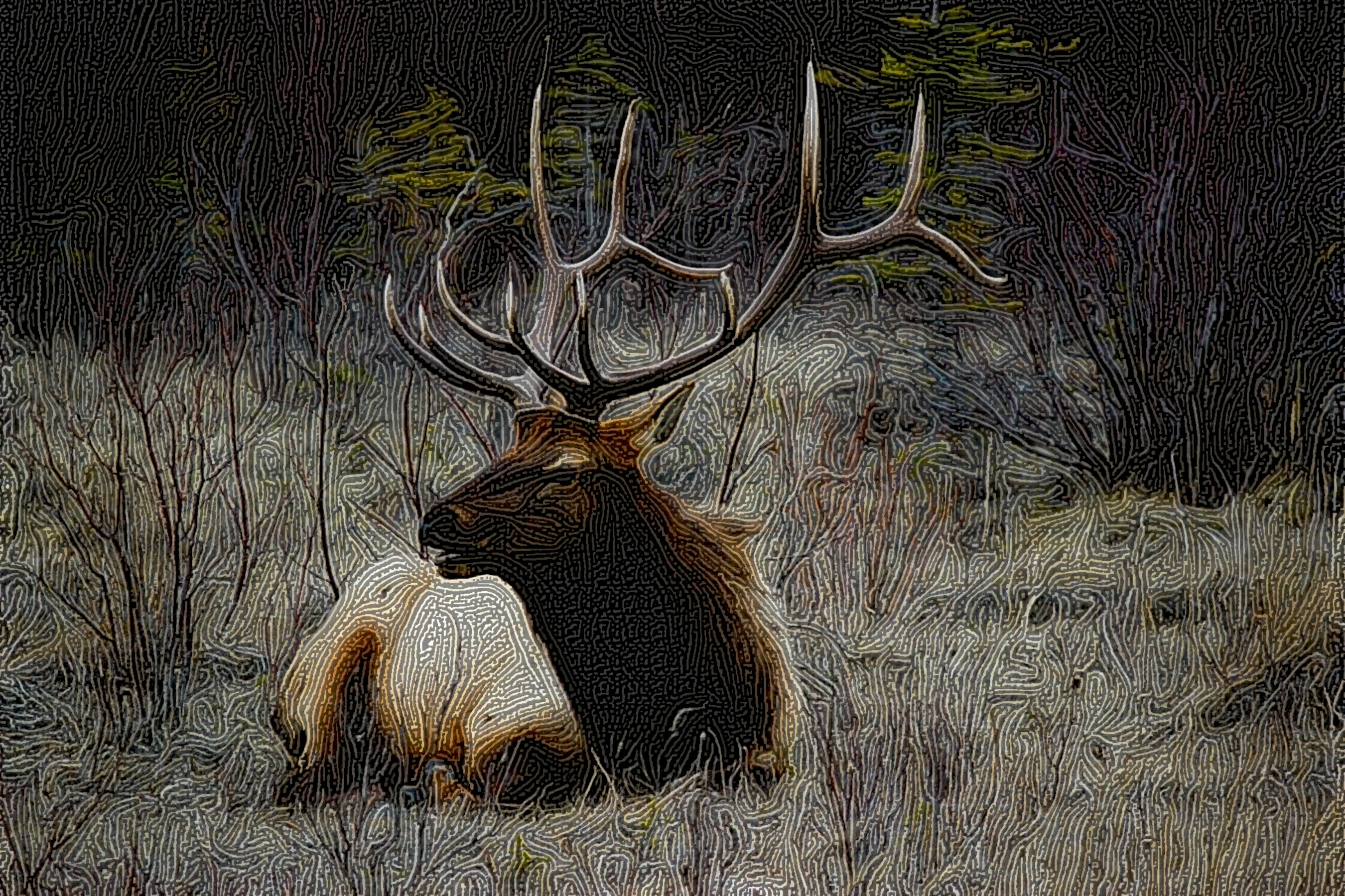 deer-1245712_DN_Graphics_StringyLook_D.jpg