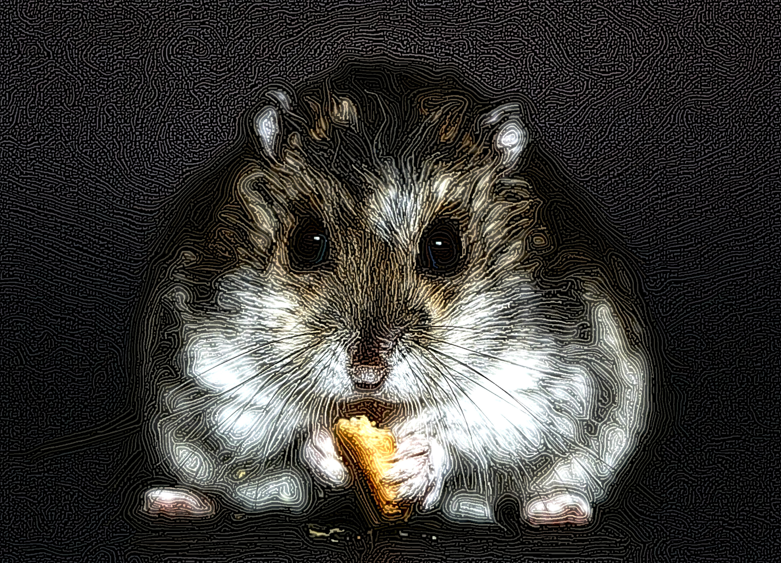 hamster-1772742_DN_Graphics_StringyLook_D.jpg